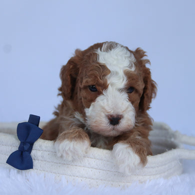 Ollie - Available 10/15