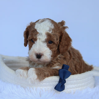 Ollie - Available 10/15