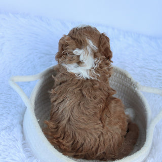 Ollie - Available 10/15