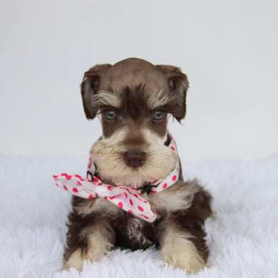 Oaklynn - Available 9/3