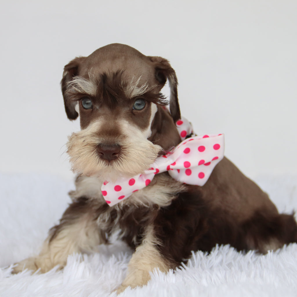 Oaklynn - Available 9/3