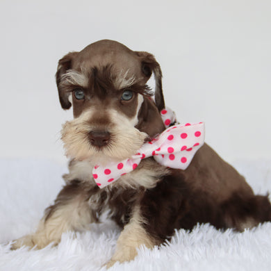 Oaklynn - Available 9/3