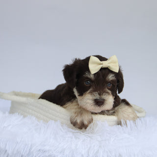 Oaklynn - Available 9/3