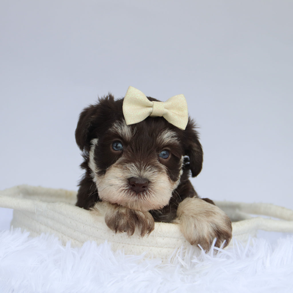 Oaklynn - Available 9/3