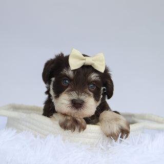 Oaklynn - Available 9/3