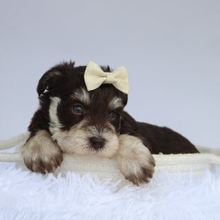 Oaklynn - Available 9/3