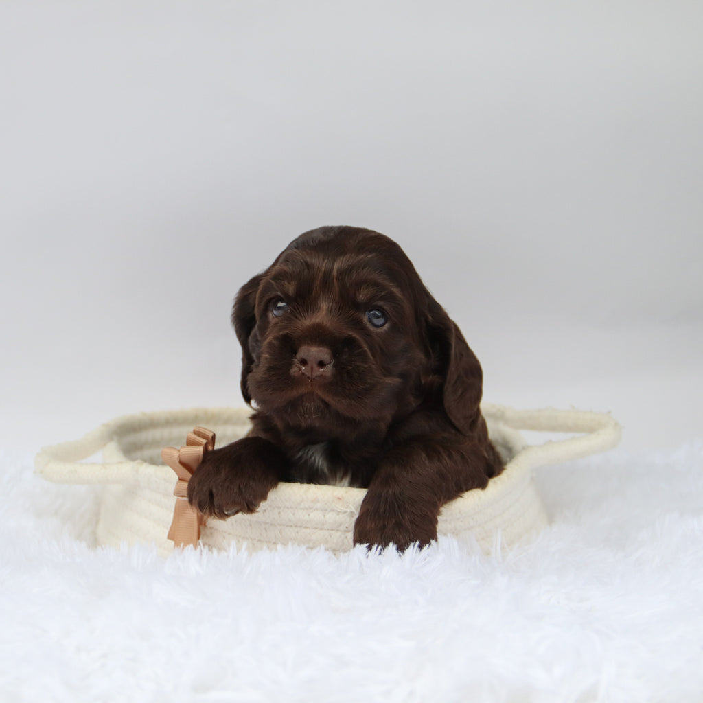 Carson - Available 10/29