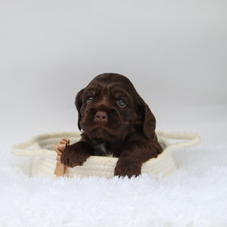 Carson - Available 10/29