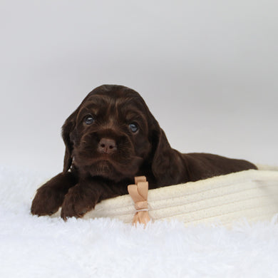 Carson - Available 10/29