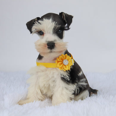 Jake - Available 9/3