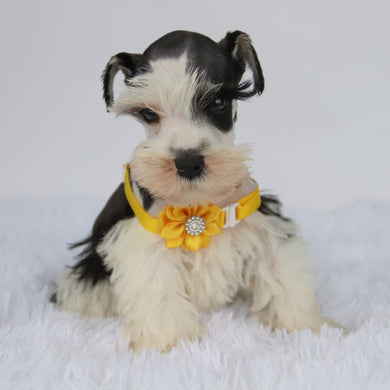 Jake - Available 9/3