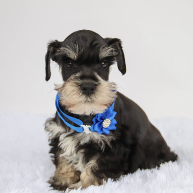 Rudy - Available 9/3