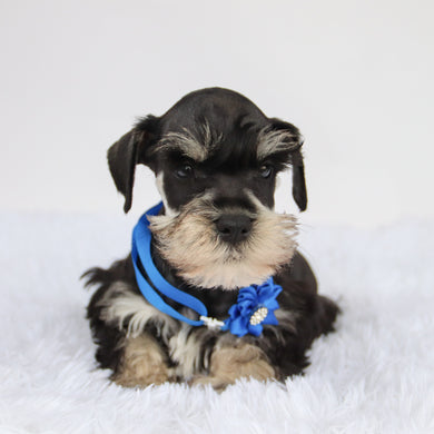Rudy - Available 9/3