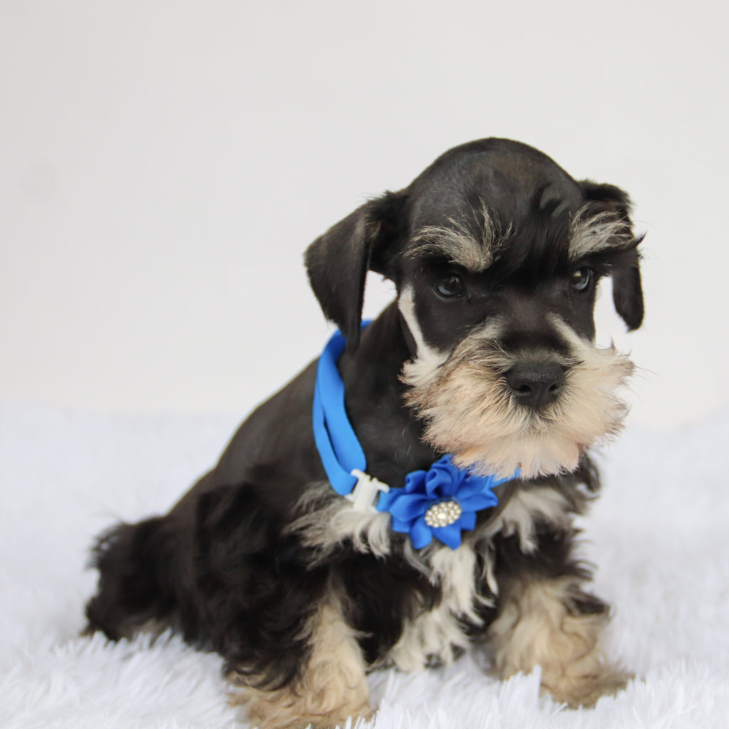 Rudy - Available 9/3