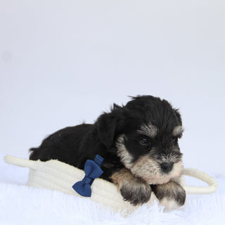 Rudy - Available 9/3