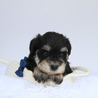 Rudy - Available 9/3