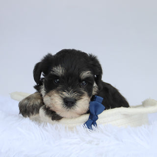 Rudy - Available 9/3