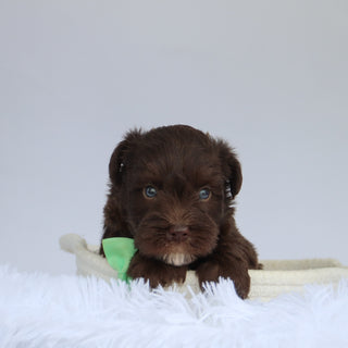 Wells - Available 9/3