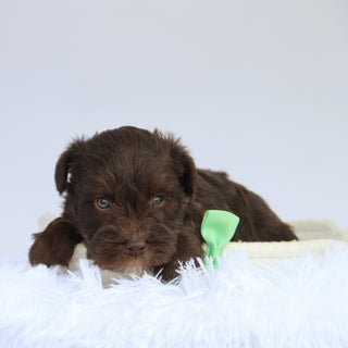 Wells - Available 9/3