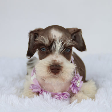 Shelly - Available 9/3