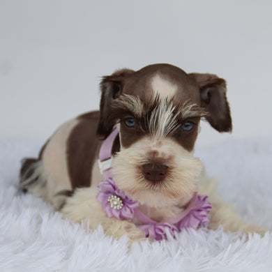 Shelly - Available 9/3