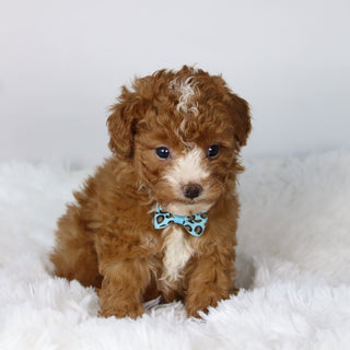 Devin - Available 11/12