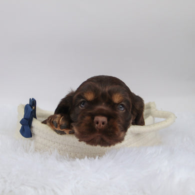 Barry - Available 10/29