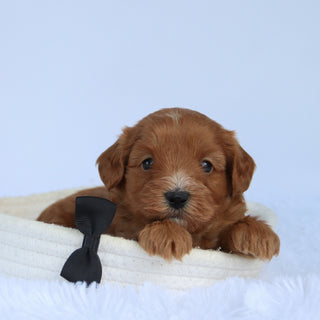 Harold - Available 10/15