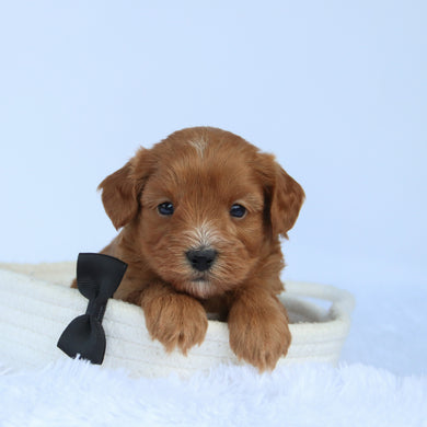 Harold - Available 10/15