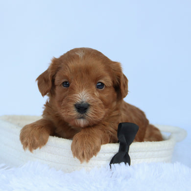 Harold - Available 10/15