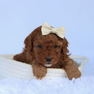 Ally - Available 10/15