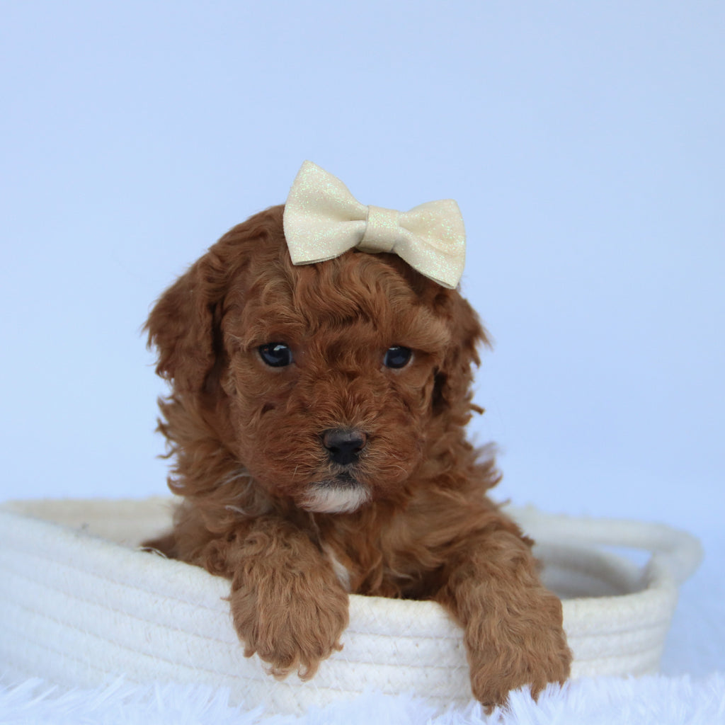 Ally - Available 10/15