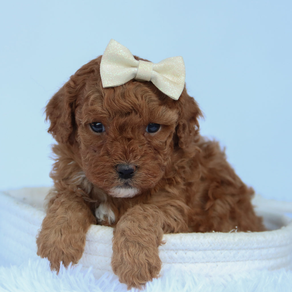Ally - Available 10/15