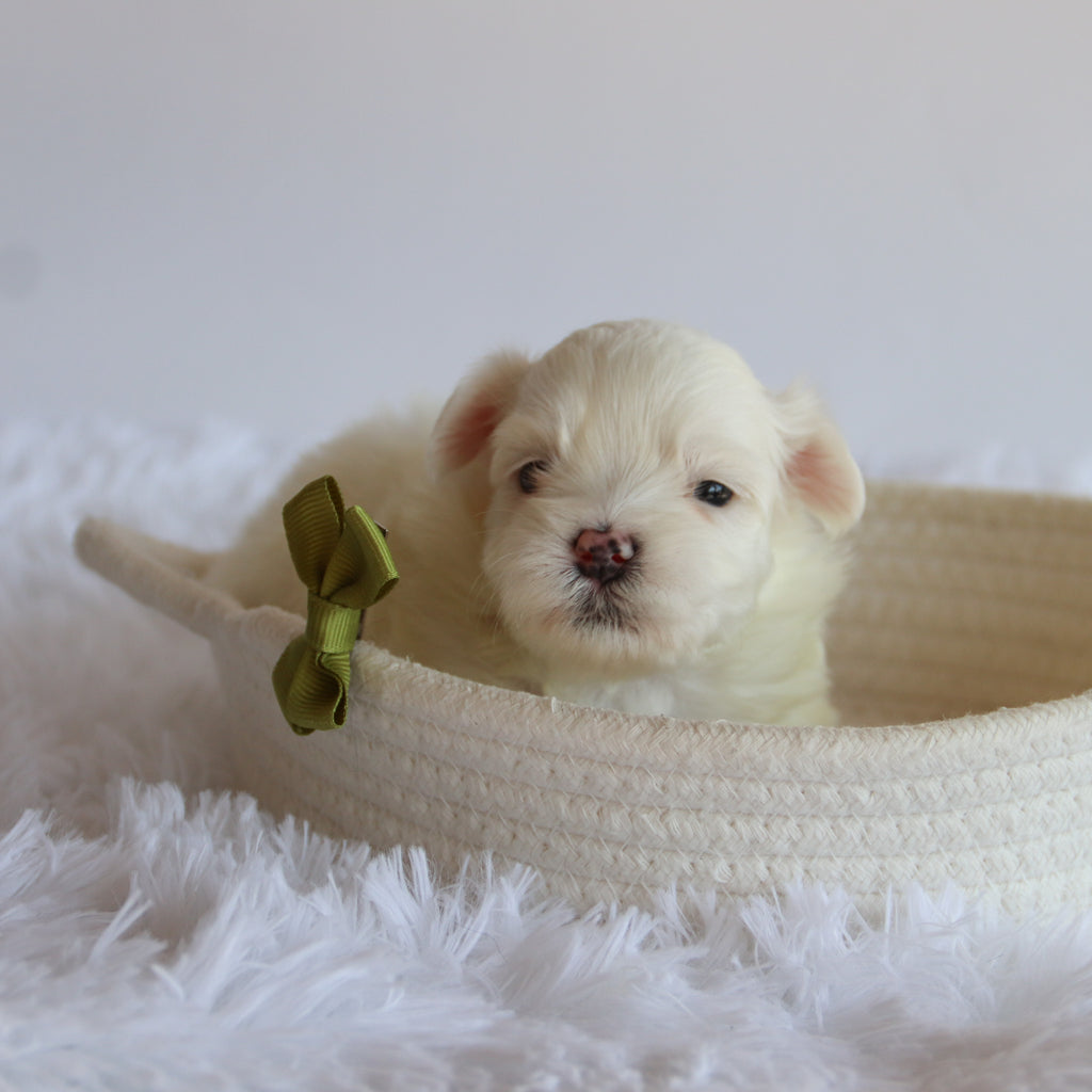 Fletcher - Available 8/20