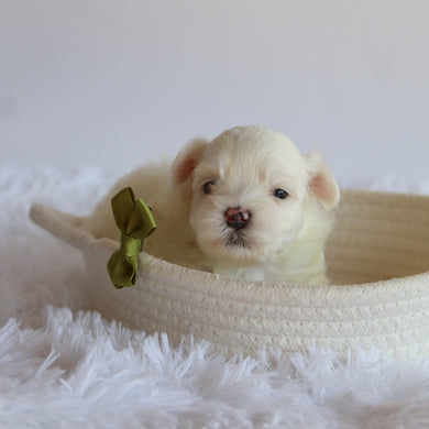 Fletcher - Available 8/20