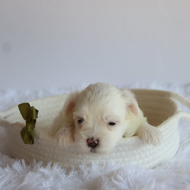 Fletcher - Available 8/20