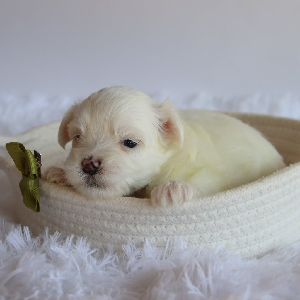 Fletcher - Available 8/20