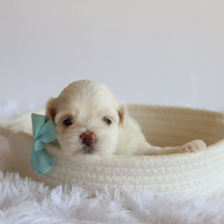 Chester - Available 8/20