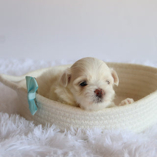Chester - Available 8/20