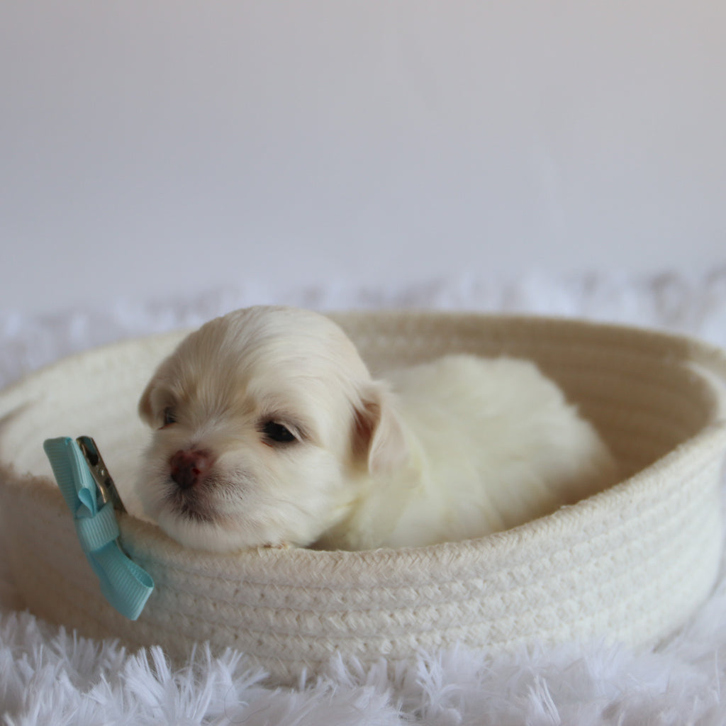 Chester - Available 8/20