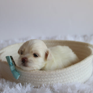 Chester - Available 8/20