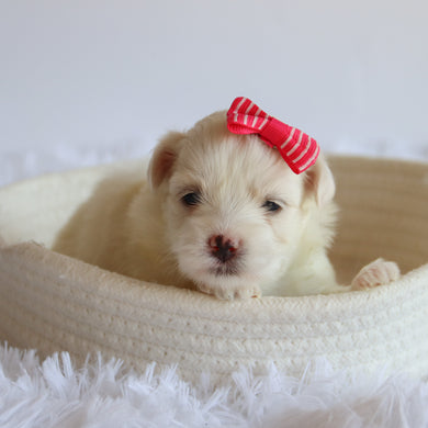 Trixie - Available 8/20