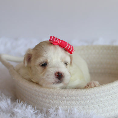 Trixie - Available 8/20
