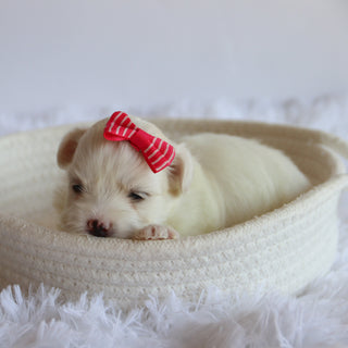Trixie - Available 8/20