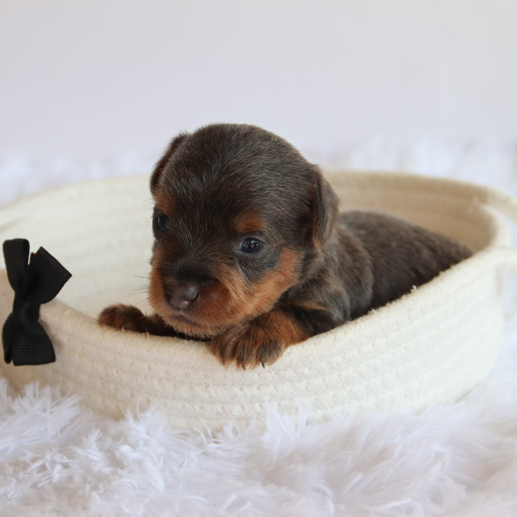 Woody - Available 8/20