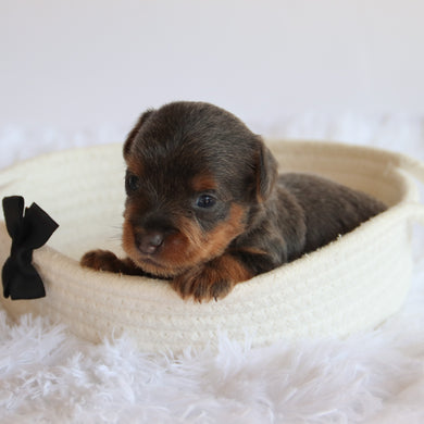 Woody - Available 8/20