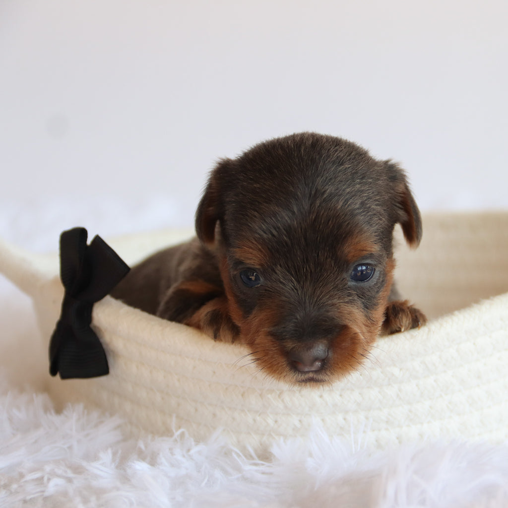 Woody - Available 8/20