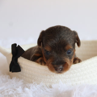 Woody - Available 8/20
