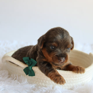 Clayton - Available 8/20