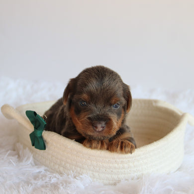 Clayton - Available 8/20
